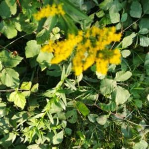 Photographie n°2235977 du taxon Solidago canadensis L. [1753]