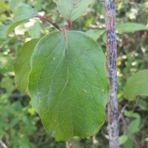 Photographie n°2236017 du taxon Cornus sanguinea L. [1753]