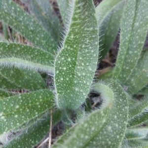 Photographie n°2236049 du taxon Echium vulgare L. [1753]