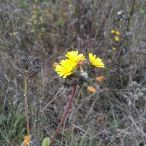 Photographie n°2236106 du taxon Picris hieracioides L. [1753]