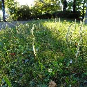 Photographie n°2236110 du taxon Spiranthes spiralis (L.) Chevall. [1827]