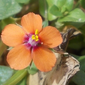 Photographie n°2236116 du taxon Lysimachia arvensis (L.) U.Manns & Anderb. [2009]