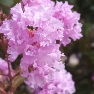Photographie n°2236123 du taxon Lagerstroemia indica L. [1759]