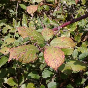 Photographie n°2236151 du taxon Rubus ulmifolius Schott [1818]