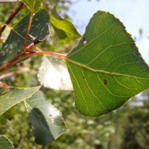 Photographie n°2236153 du taxon Populus nigra L. [1753]