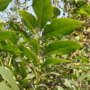 Photographie n°2236156 du taxon Fraxinus excelsior L. [1753]