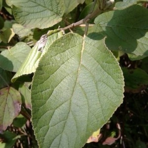 Photographie n°2236164 du taxon Viburnum lantana L. [1753]