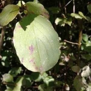 Photographie n°2236171 du taxon Cornus sanguinea L. [1753]