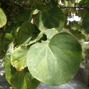 Photographie n°2236173 du taxon Cercis siliquastrum L. [1753]