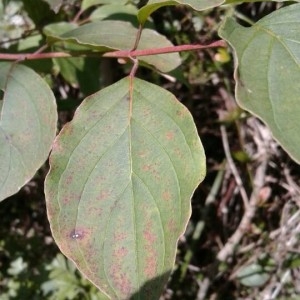 Photographie n°2236181 du taxon Cornus sanguinea L. [1753]