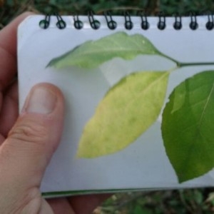 Photographie n°2236215 du taxon Euonymus europaeus L. [1753]