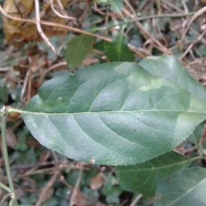 Photographie n°2236224 du taxon Euonymus europaeus L. [1753]