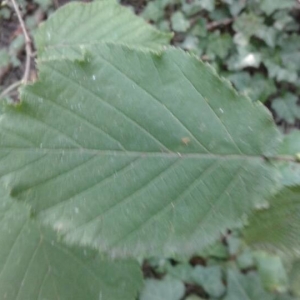 Photographie n°2236243 du taxon Corylus avellana L. [1753]