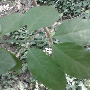 Photographie n°2236246 du taxon Euonymus europaeus L. [1753]