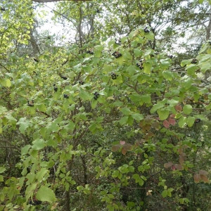 Photographie n°2236257 du taxon Cornus sanguinea L. [1753]