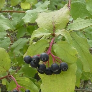 Photographie n°2236258 du taxon Cornus sanguinea L. [1753]