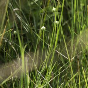 Photographie n°2236300 du taxon Parnassia palustris L.