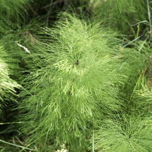 Photographie n°2236306 du taxon Equisetum sylvaticum L.