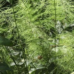 Photographie n°2236307 du taxon Equisetum sylvaticum L.