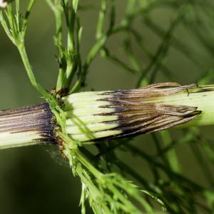 Photographie n°2236308 du taxon Equisetum sylvaticum L.