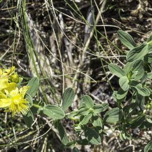 Photographie n°2236312 du taxon Hypericum humifusum L.