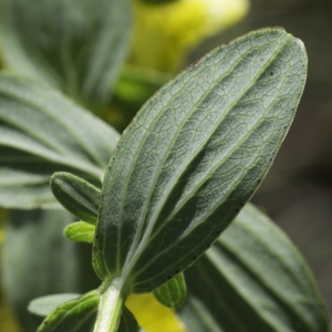 Photographie n°2236313 du taxon Hypericum humifusum L.