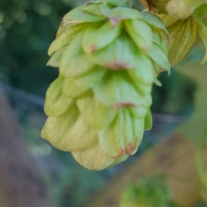 Photographie n°2236317 du taxon Humulus lupulus L. [1753]