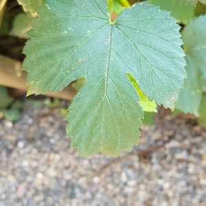 Photographie n°2236318 du taxon Humulus lupulus L. [1753]