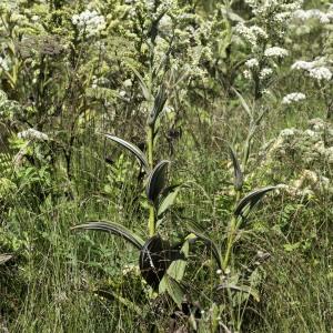 Photographie n°2236333 du taxon Veratrum album L.