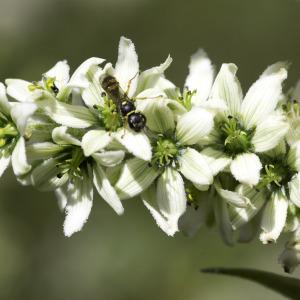 Photographie n°2236335 du taxon Veratrum album L.