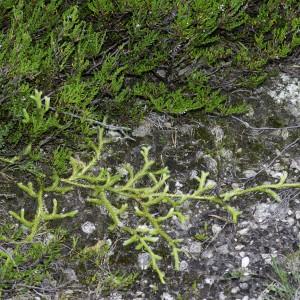 Photographie n°2236364 du taxon Lycopodium clavatum L.