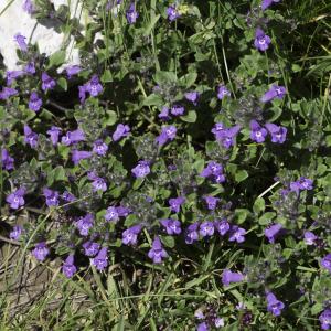 Photographie n°2236420 du taxon Clinopodium alpinum subsp. pyrenaeum (Braun-Blanq.) Govaerts [1999]