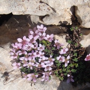 Photographie n°2236440 du taxon Saxifraga oppositifolia L. [1753]