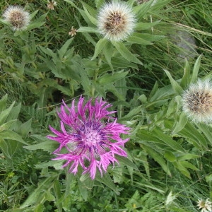 Photographie n°2236449 du taxon Cyanus montanus (L.) Hill [1768]
