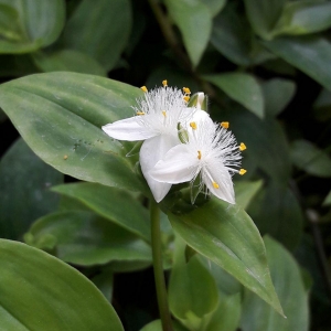 Photographie n°2236482 du taxon Tradescantia L. [1753]