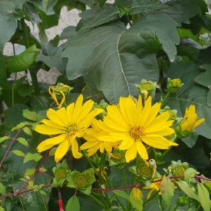 Photographie n°2236567 du taxon Silphium perfoliatum L. [1759]