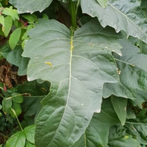 Photographie n°2236568 du taxon Silphium perfoliatum L. [1759]