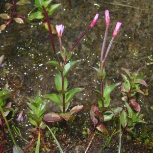 Photographie n°2236589 du taxon Epilobium anagallidifolium Lam. [1786]