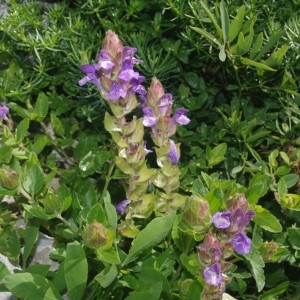 Photographie n°2236592 du taxon Prunella vulgaris L. [1753]