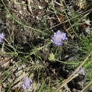 Photographie n°2236595 du taxon Scabiosa triandra L. [1753]