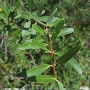 Photographie n°2236599 du taxon Phillyrea angustifolia L. [1753]