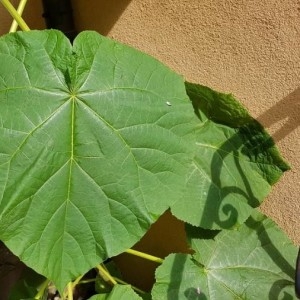 Photographie n°2236615 du taxon Paulownia tomentosa (Thunb.) Steud. [1841]