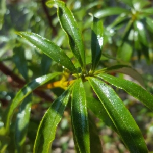 Photographie n°2236626 du taxon Cistus ladanifer L. [1753]