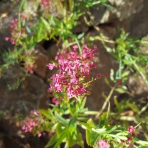 Photographie n°2236629 du taxon Centranthus ruber (L.) DC. [1805]