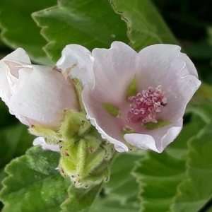 Photographie n°2236678 du taxon Althaea officinalis L. [1753]