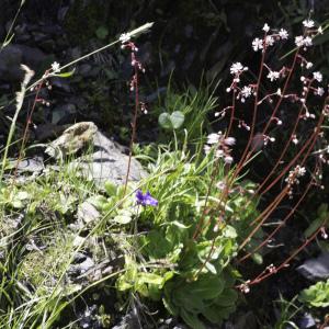 Photographie n°2236689 du taxon Saxifraga umbrosa L. [1762]