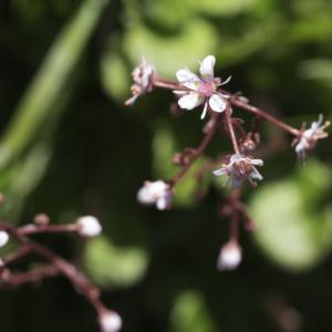 Photographie n°2236690 du taxon Saxifraga umbrosa L. [1762]