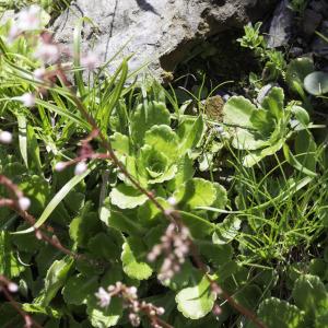 Photographie n°2236691 du taxon Saxifraga umbrosa L. [1762]