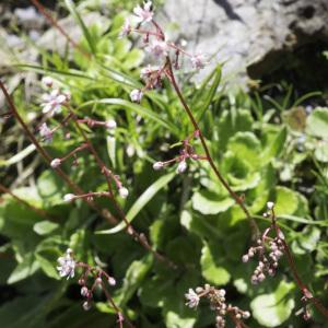 Photographie n°2236692 du taxon Saxifraga umbrosa L. [1762]