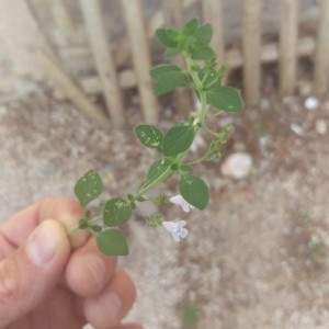 Photographie n°2236693 du taxon Origanum vulgare L. [1753]